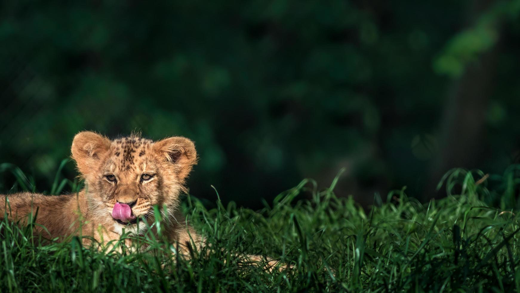 león africano del sur foto