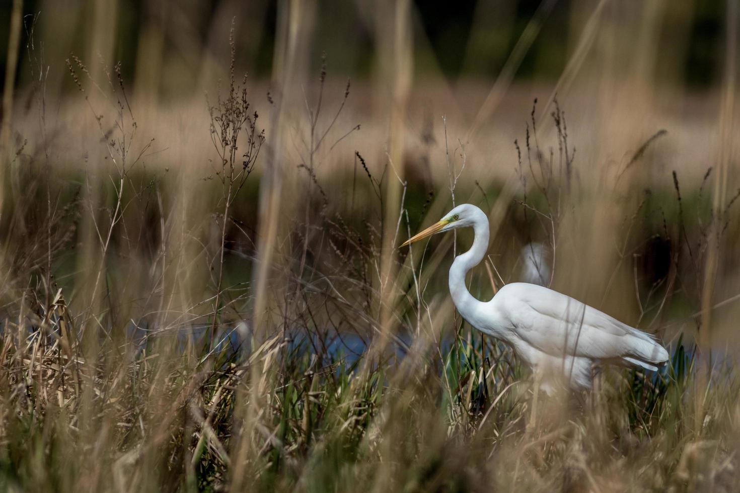 Great egret in wild photo