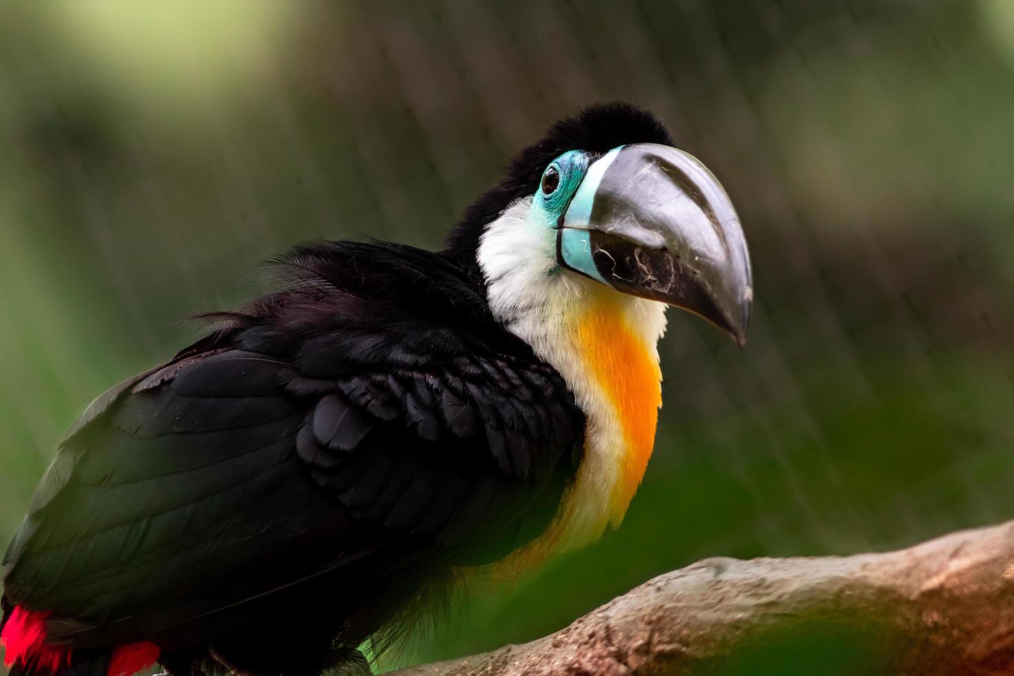 Channel billed toucan photo