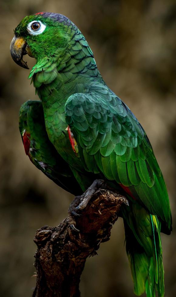 Portrait of Amazon parrot photo