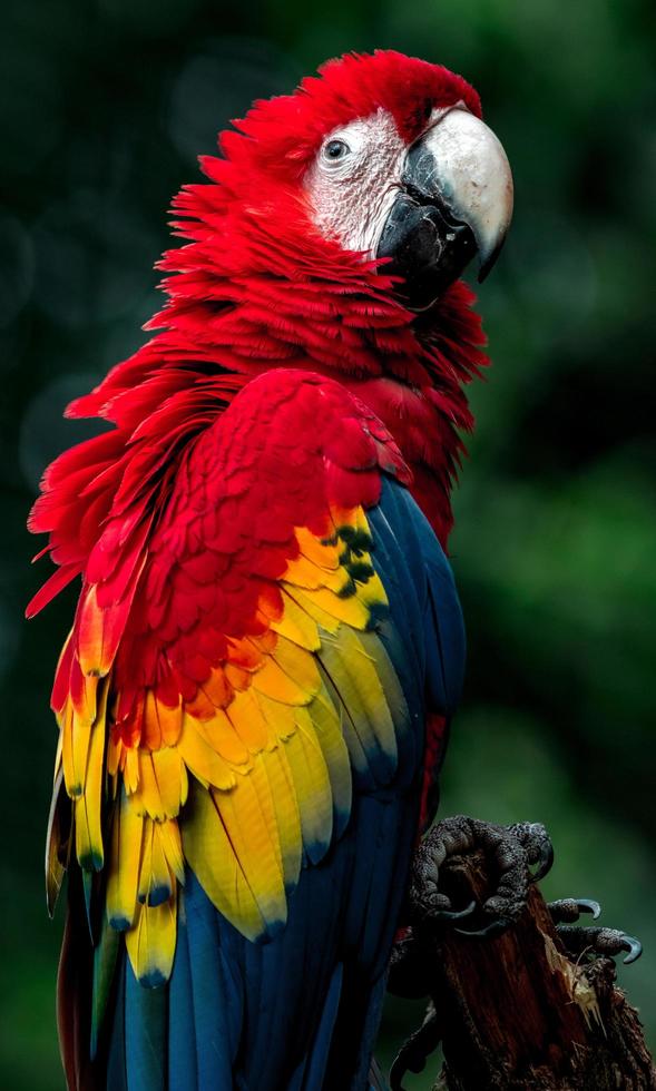 Portrait of Scarlet macaw photo