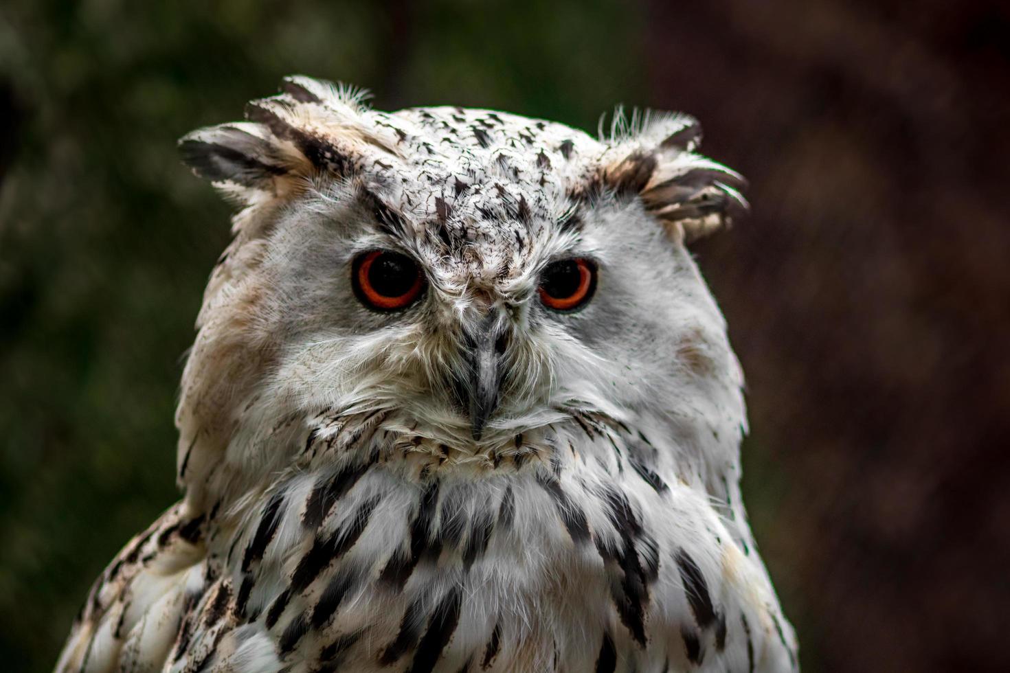 Eurasian Eagle Owl photo