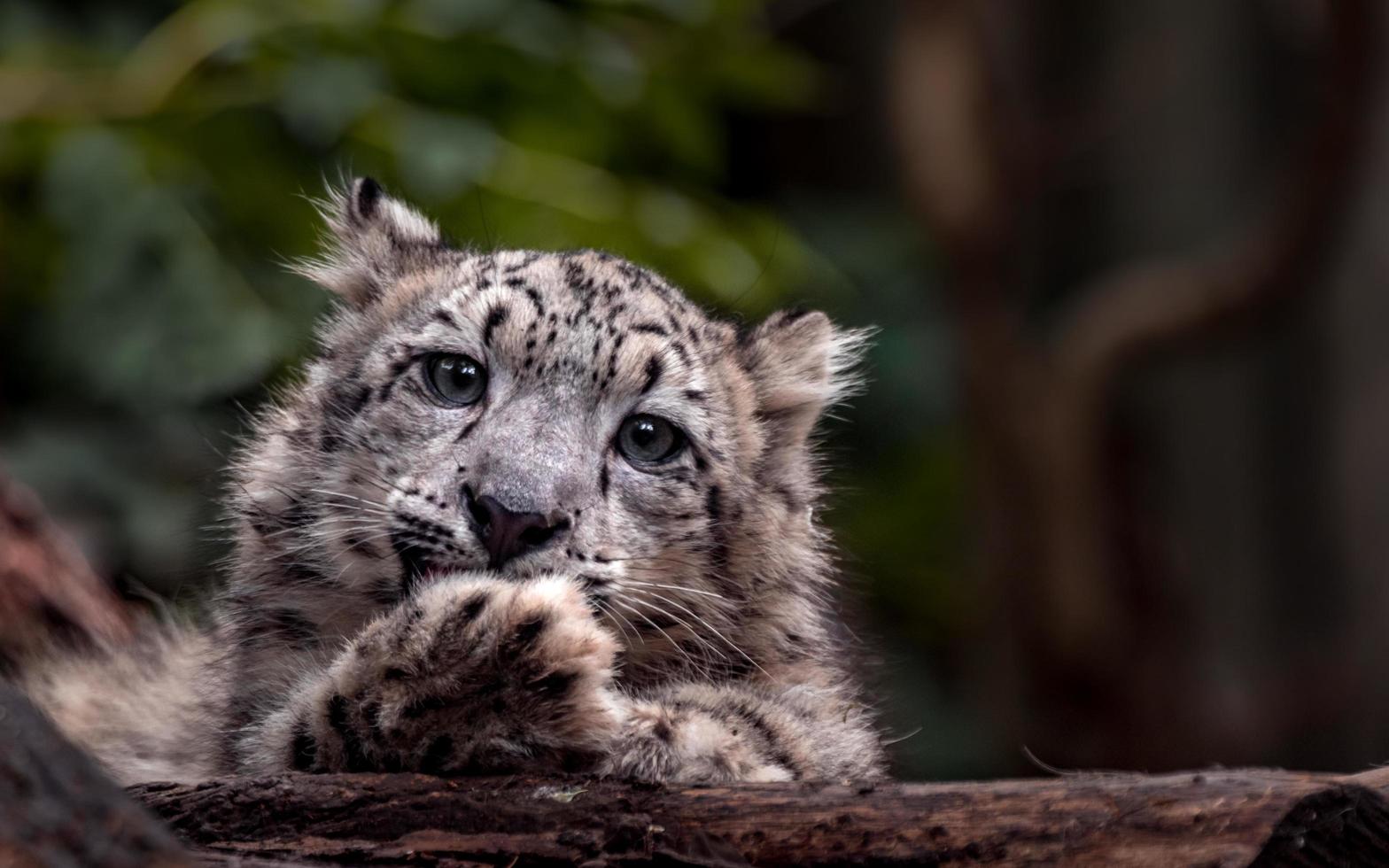 pequeño leopardo de las nieves foto