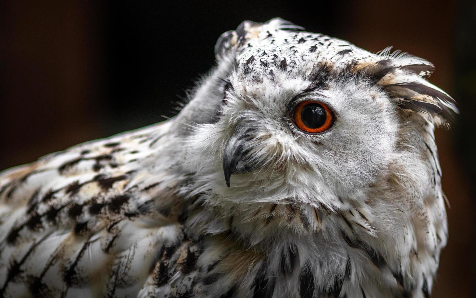 Eurasian Eagle Owl photo