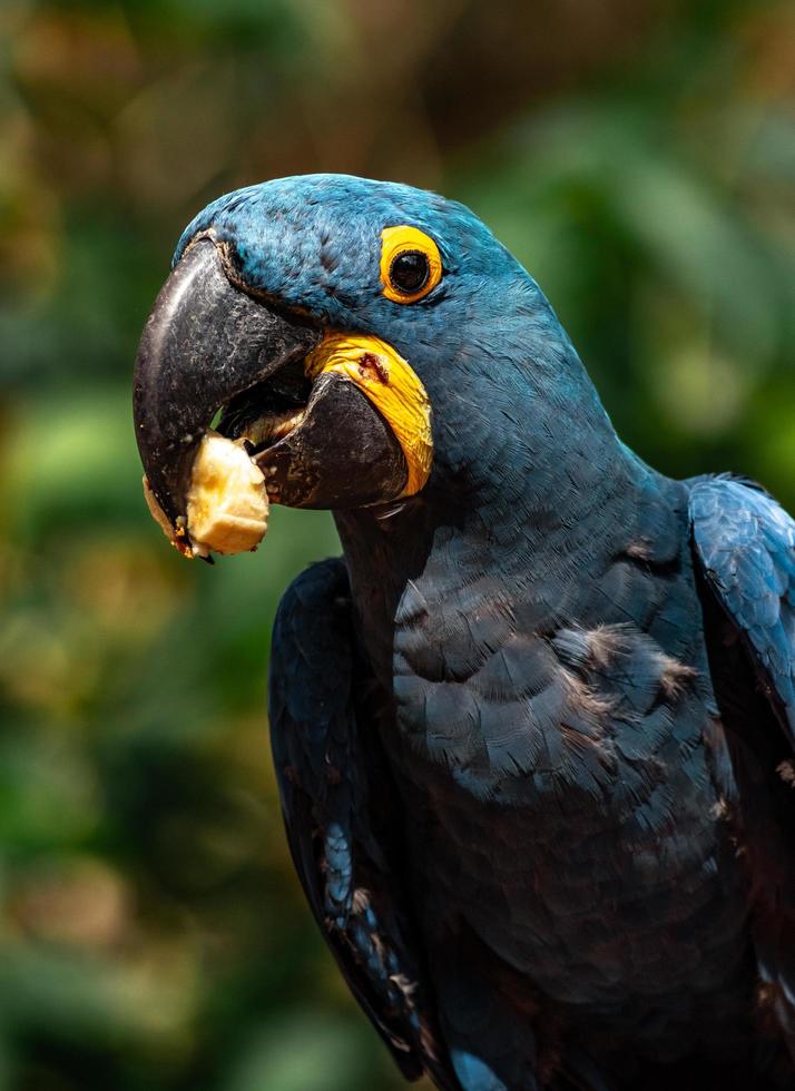 Portrait of Hyacinth macaw photo