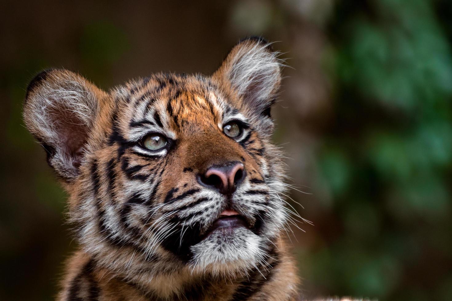 pequeño tigre de sumatra foto