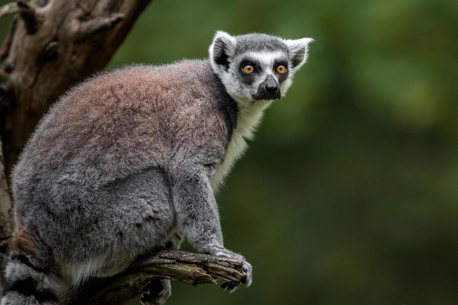 Ring tailed lemur photo