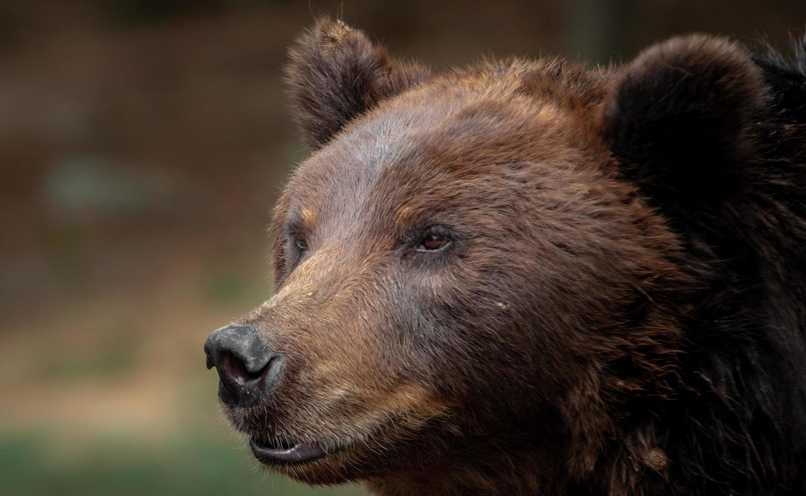 kamchatka oso pardo foto