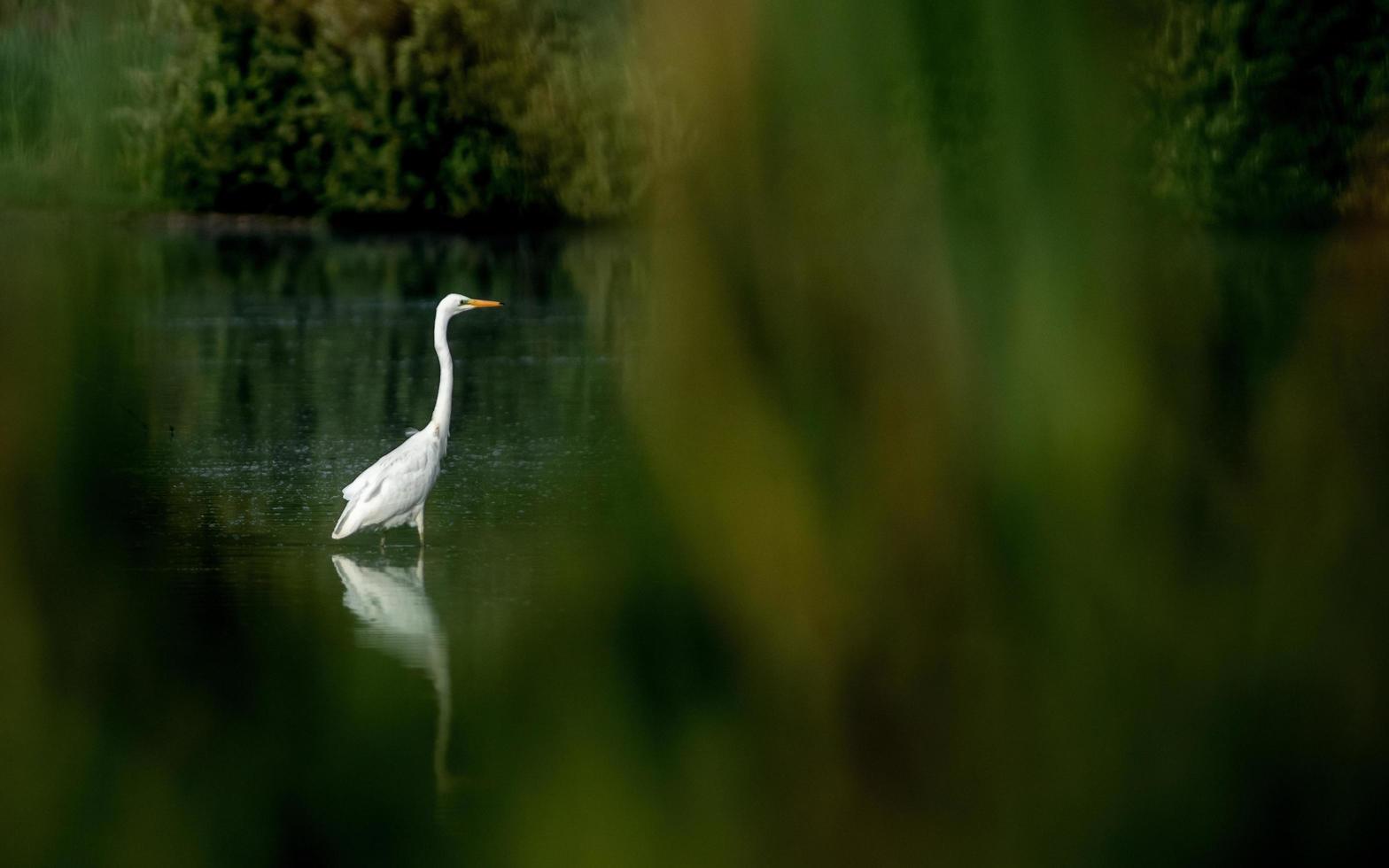 Great egret on pond photo