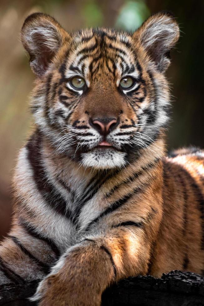 pequeño tigre de sumatra foto