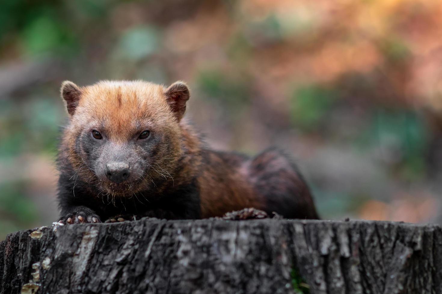 Bush dog on stem photo