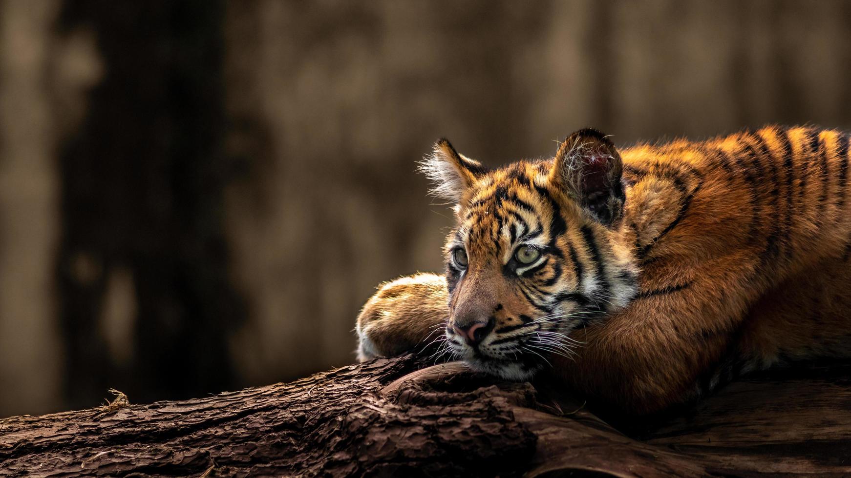 Little sumatran tiger photo