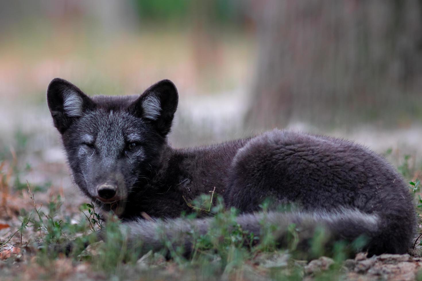 Little arctic fox photo