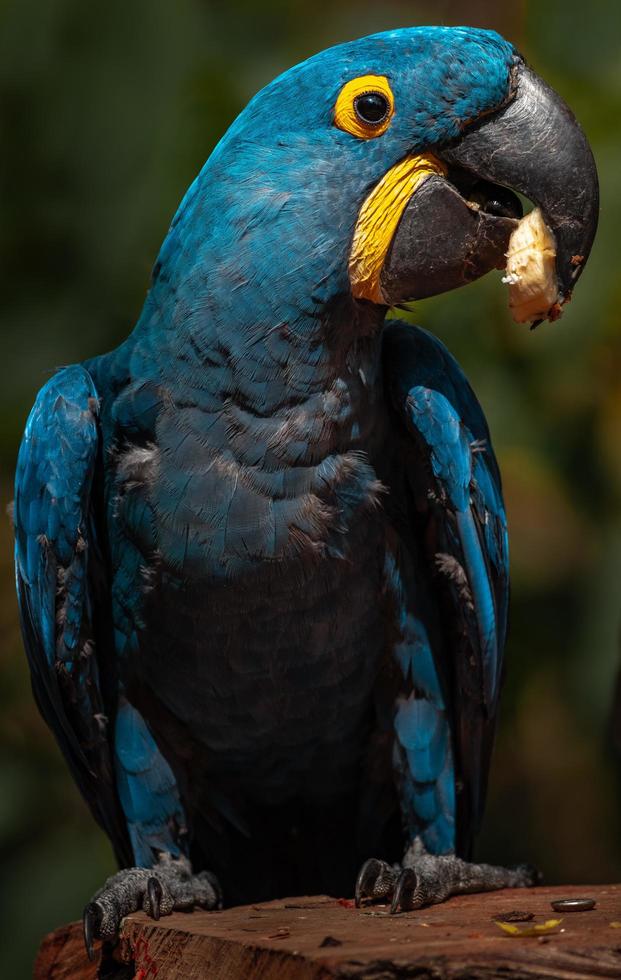 retrato de guacamayo jacinto foto