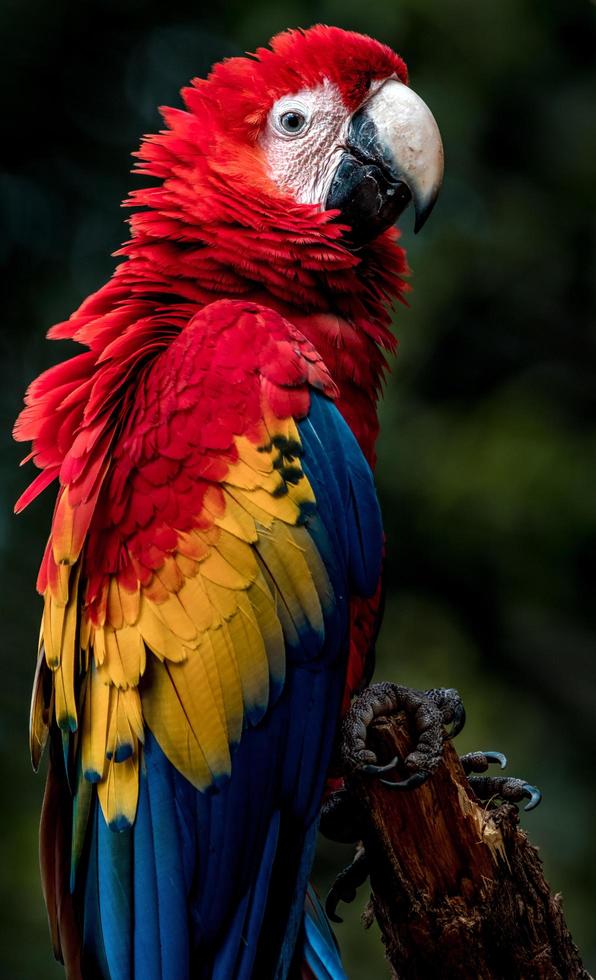 retrato de guacamaya roja foto