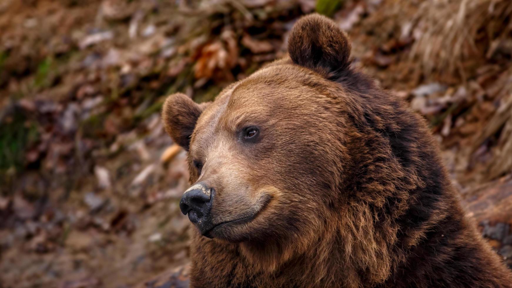 retrato de oso pardo foto