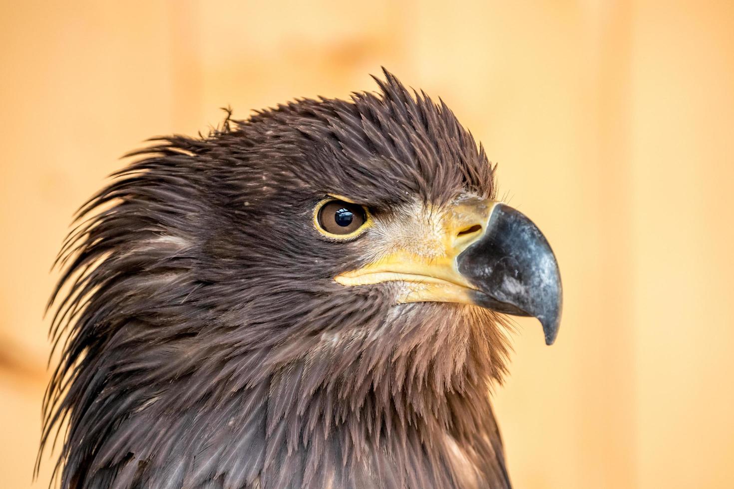 águila de cola blanca foto