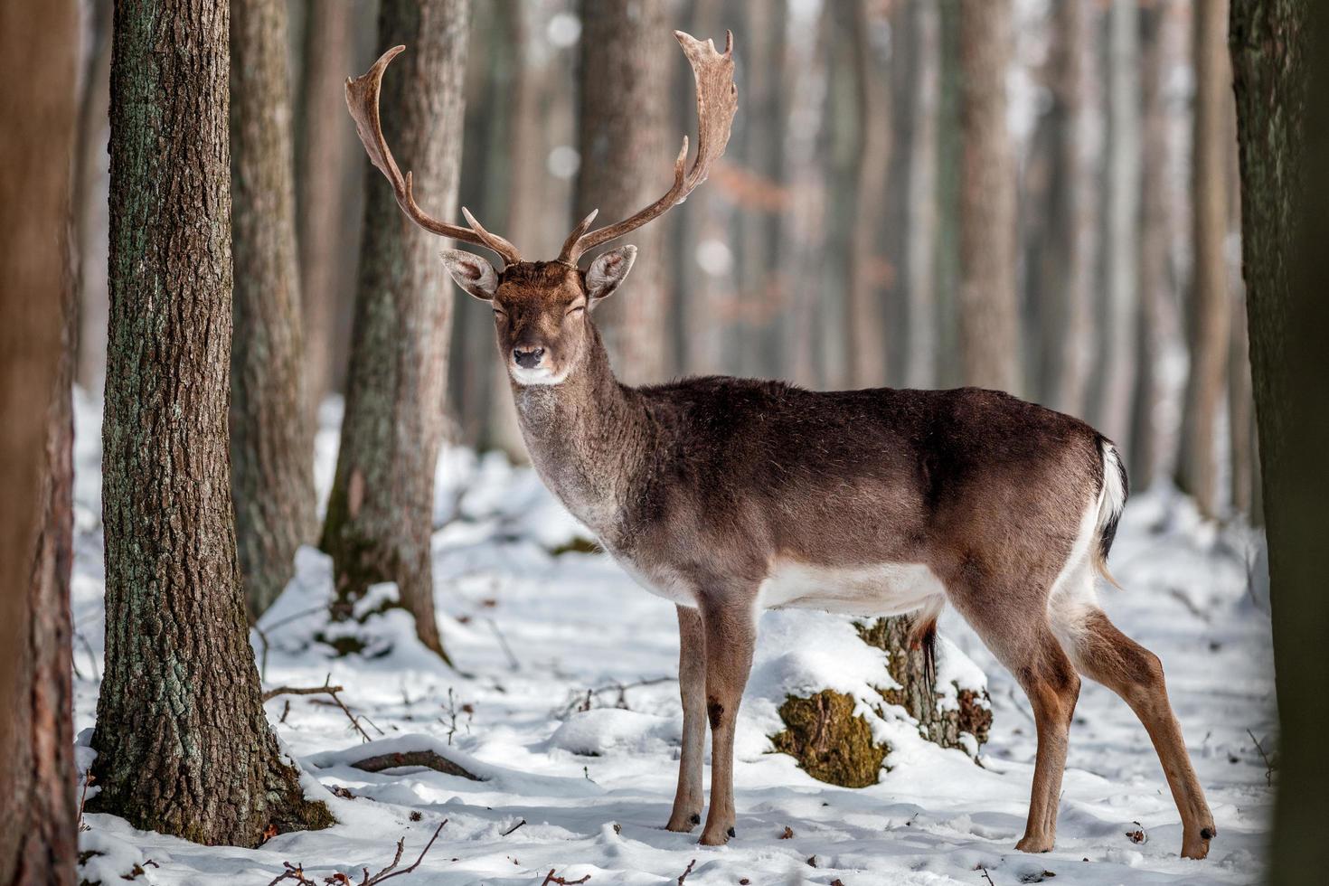 gamo en la naturaleza foto