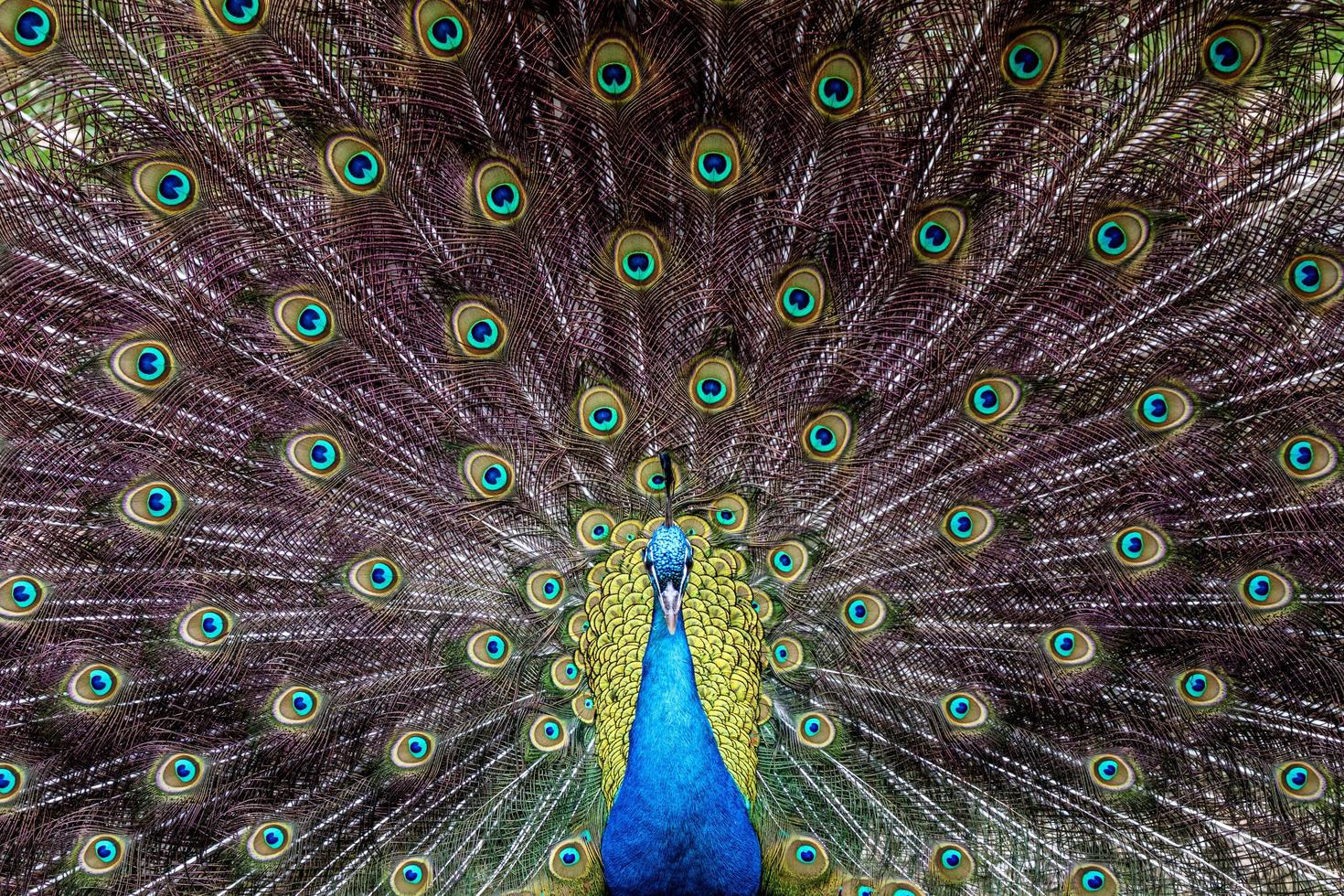 Indian peafowl frontview photo