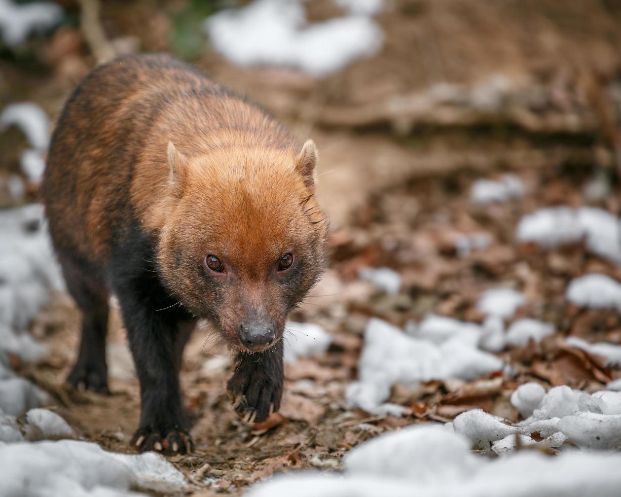 Portrait of Bush dog photo