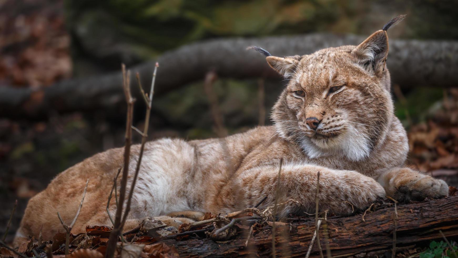 Portrait of Carpathian Lynx photo