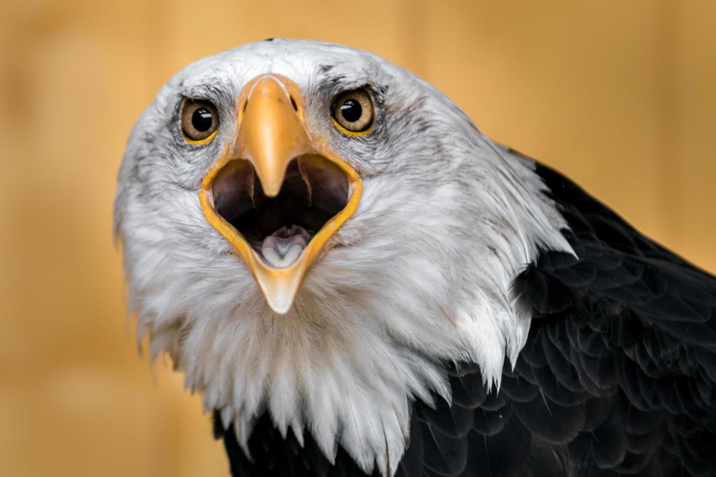 Portrait of Bald eagle photo