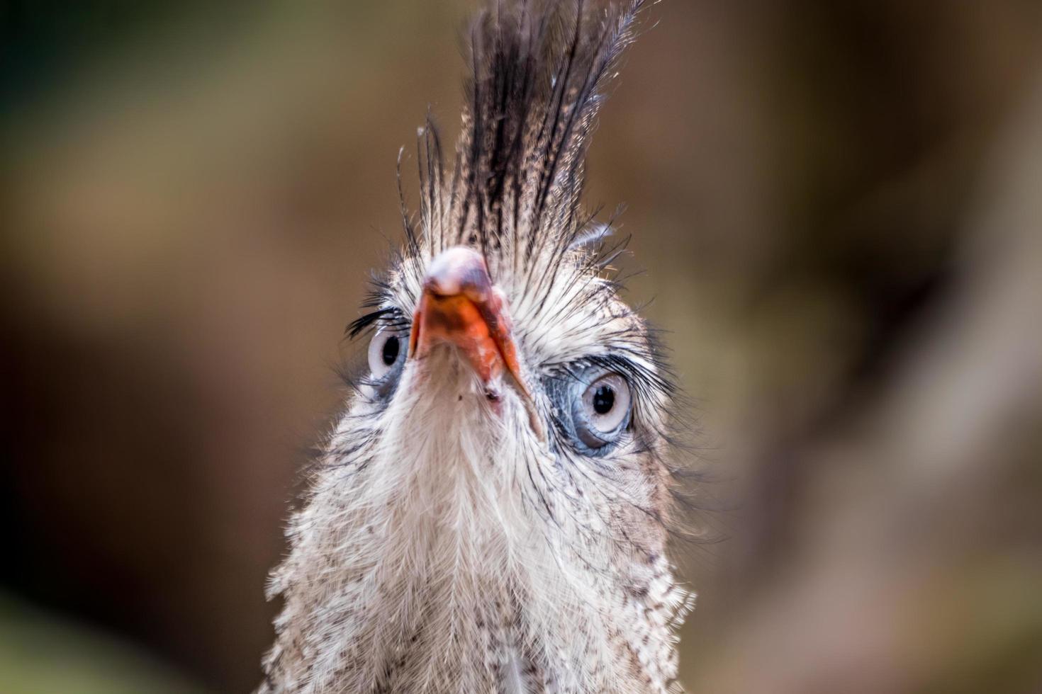 Red legged seriema photo