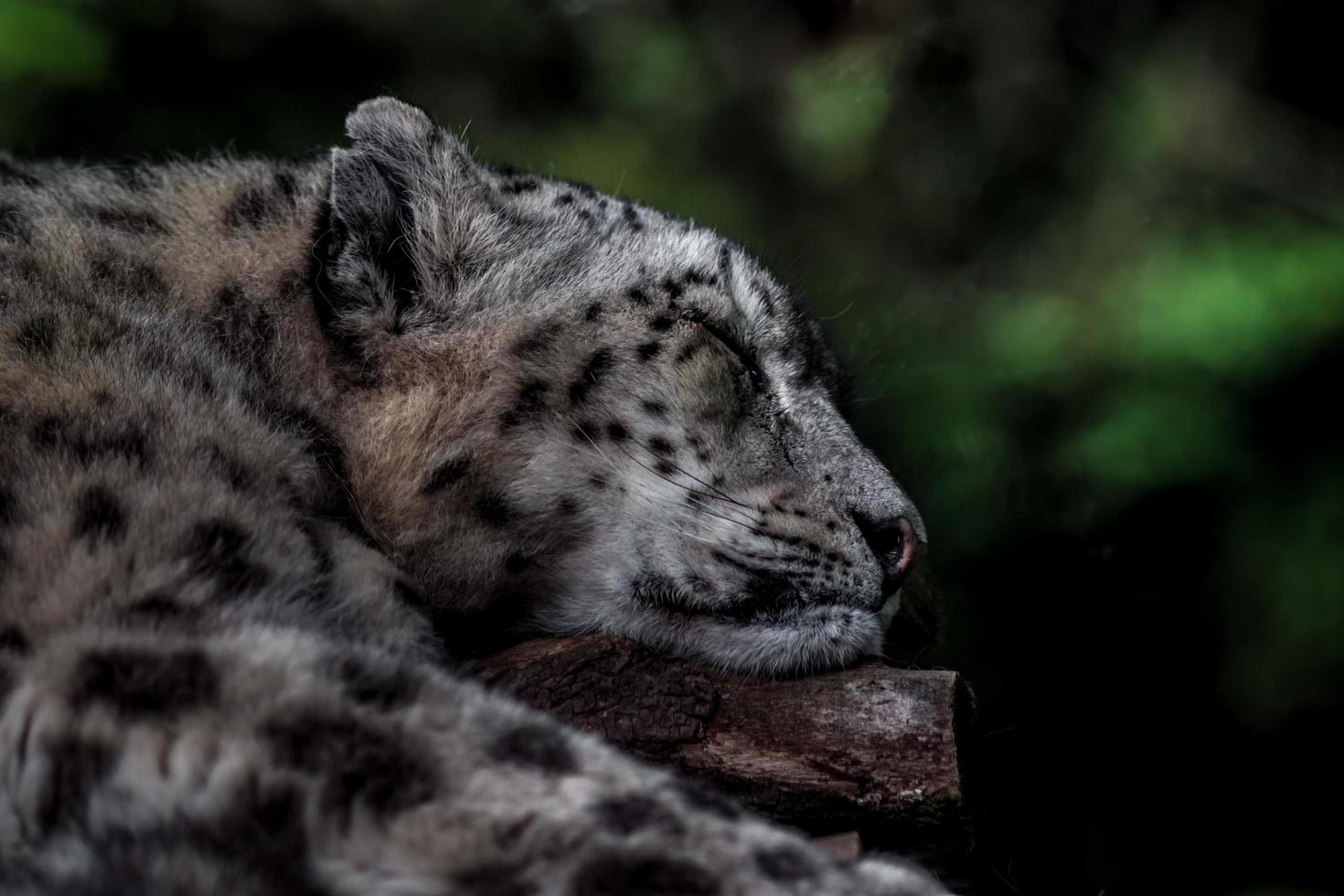 leopardo de las nieves durmiendo foto