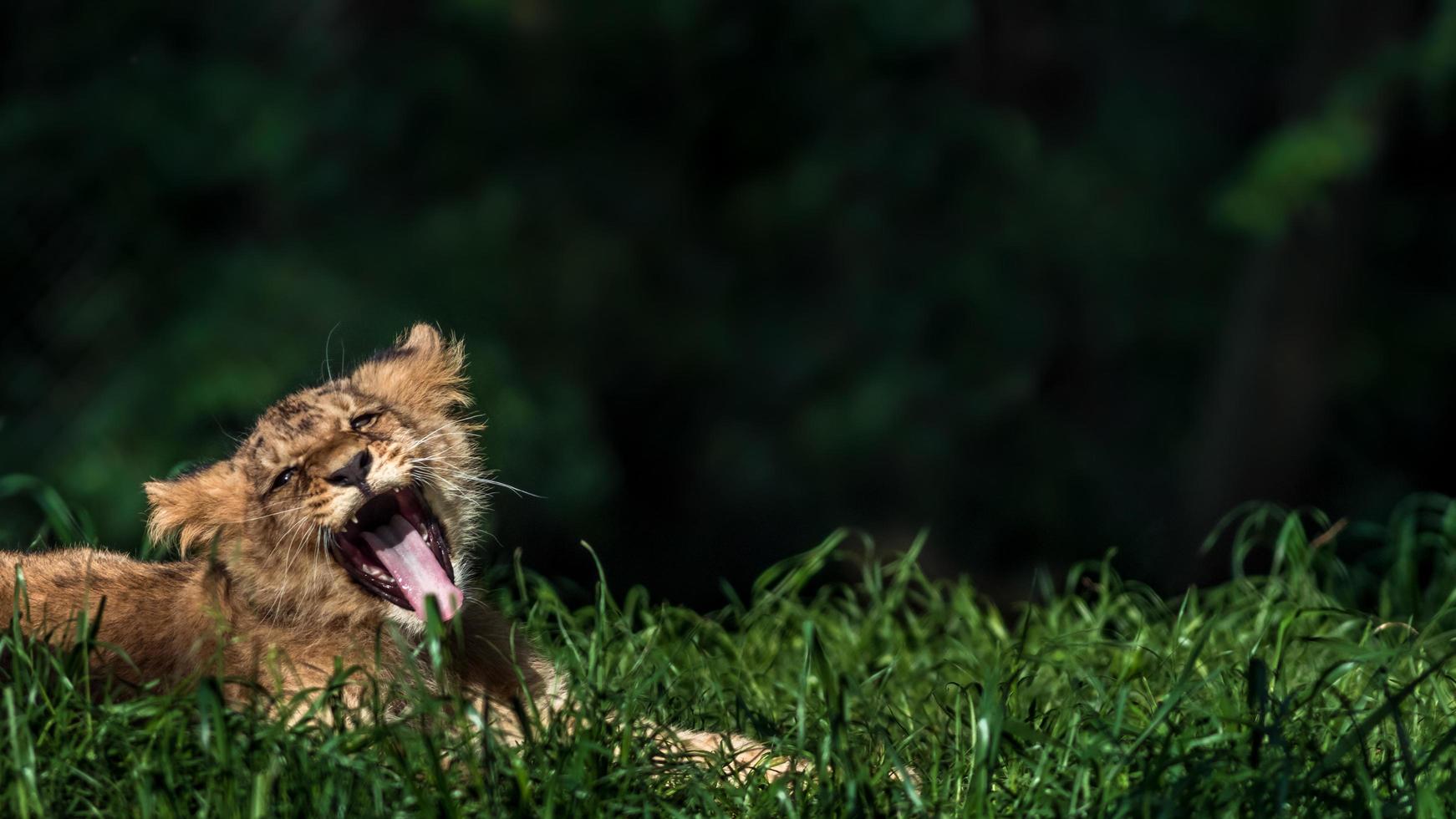 Portrait of Lion yawning photo