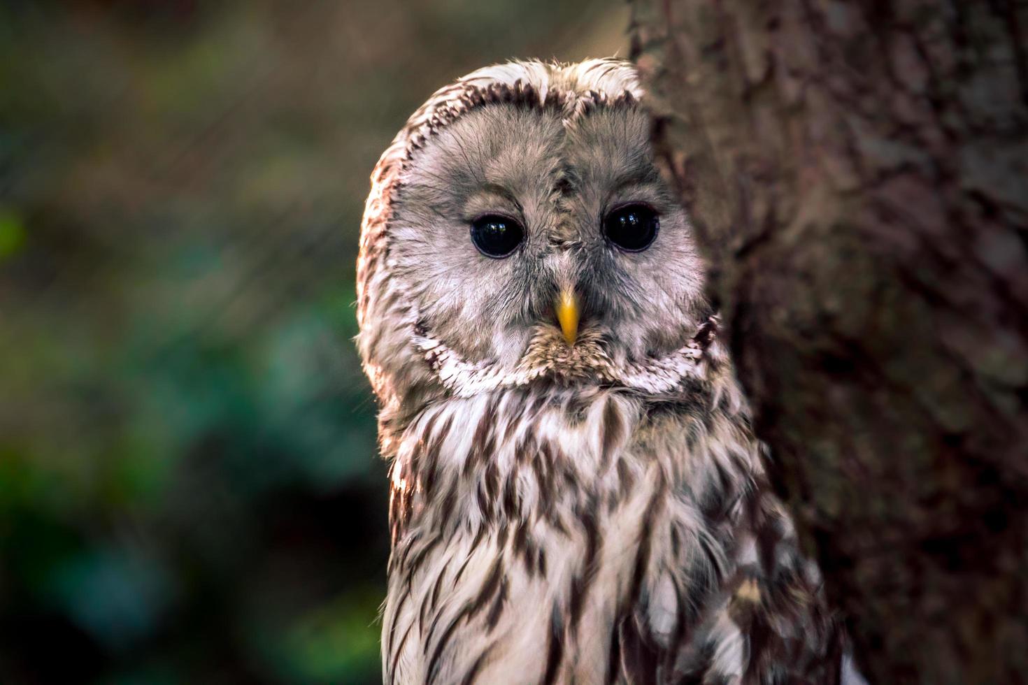 Portrait of Ural owl photo