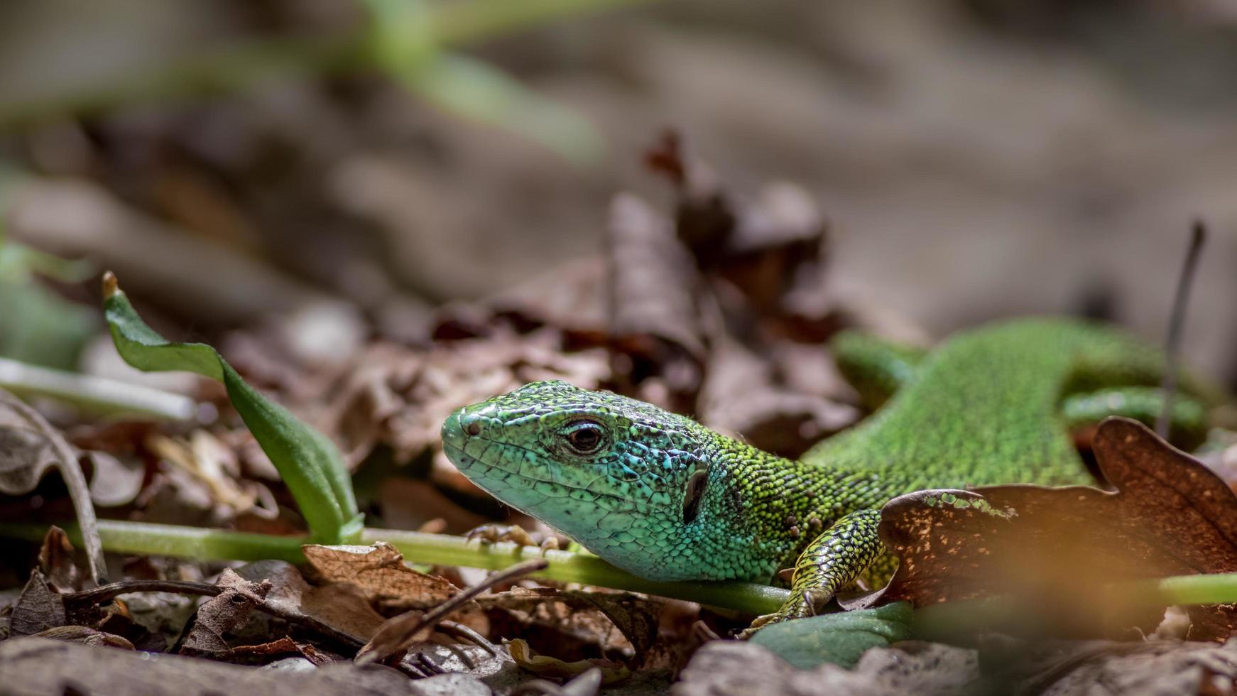 lagarto verde europeo foto