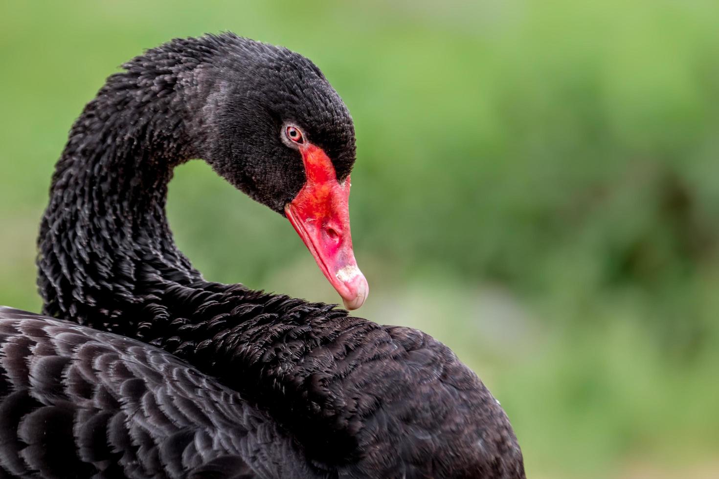 retrato de cisne negro foto