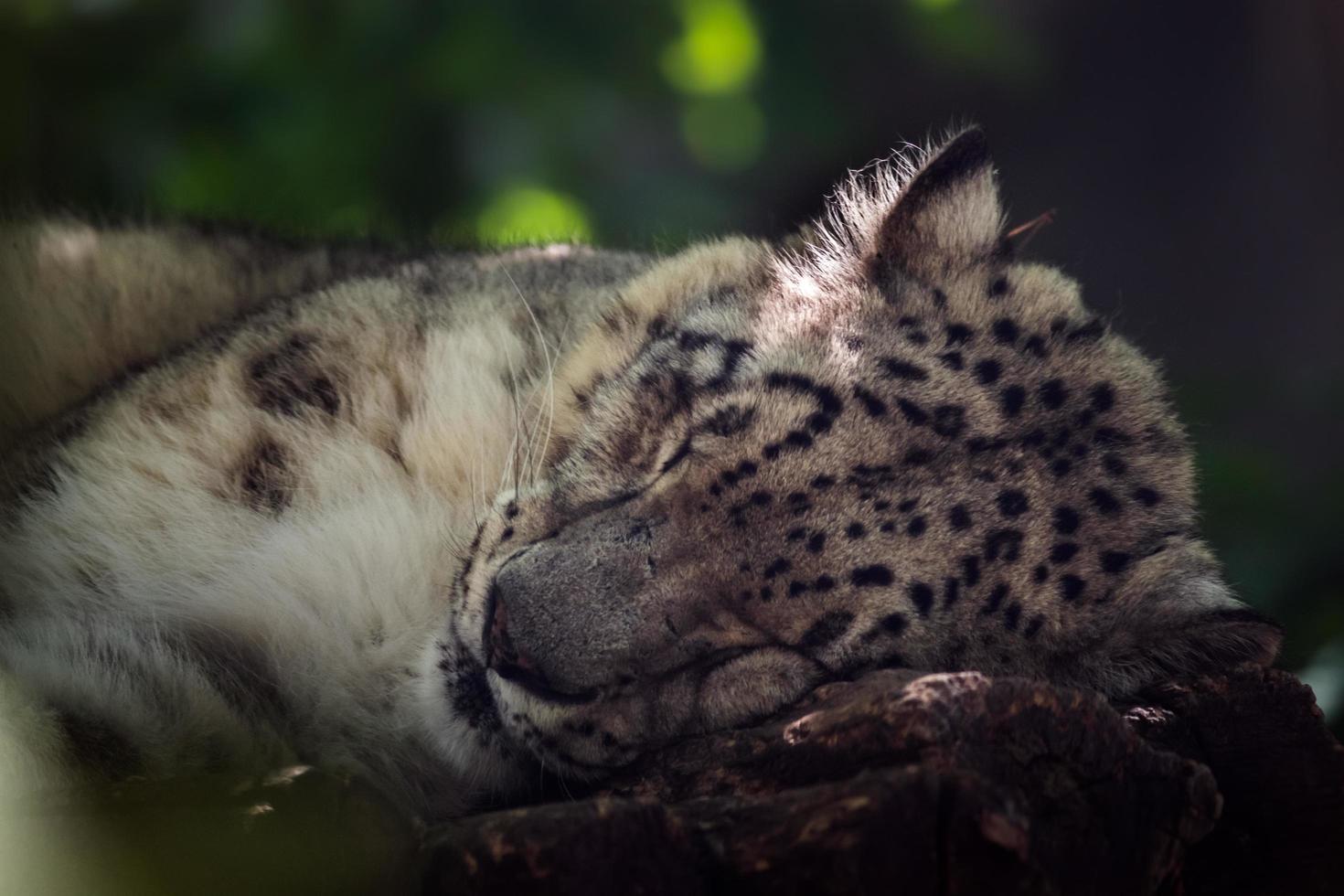 leopardo de las nieves durmiendo foto