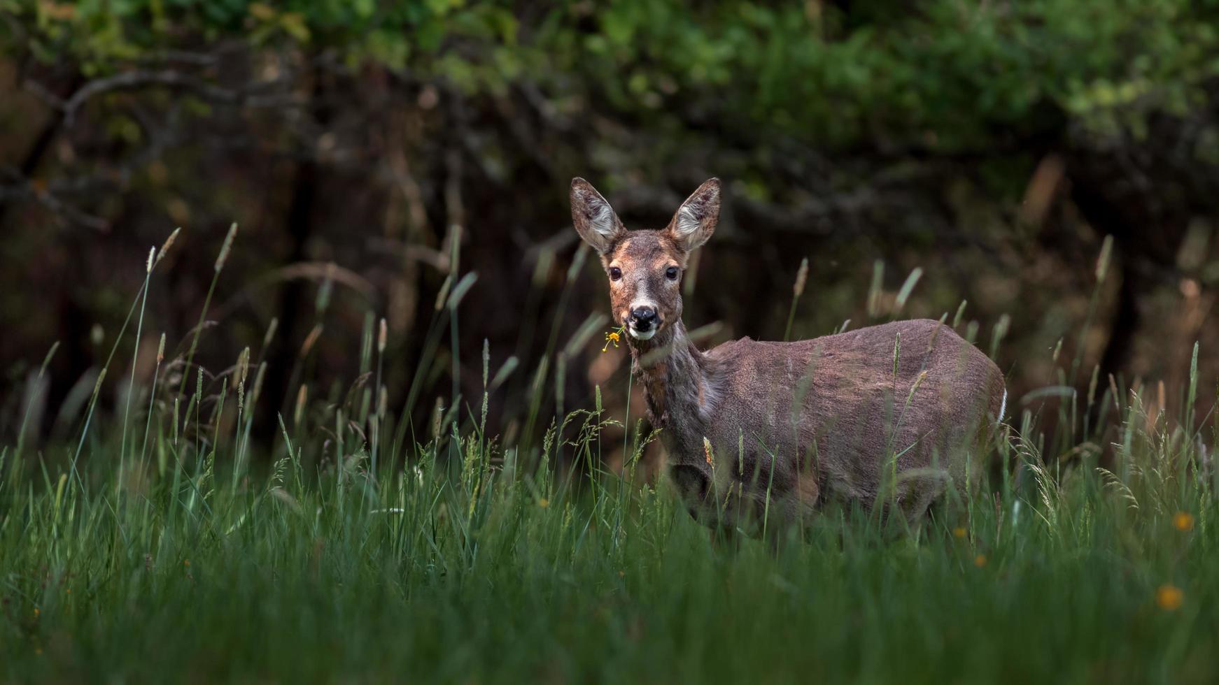 Roe deer in wild photo