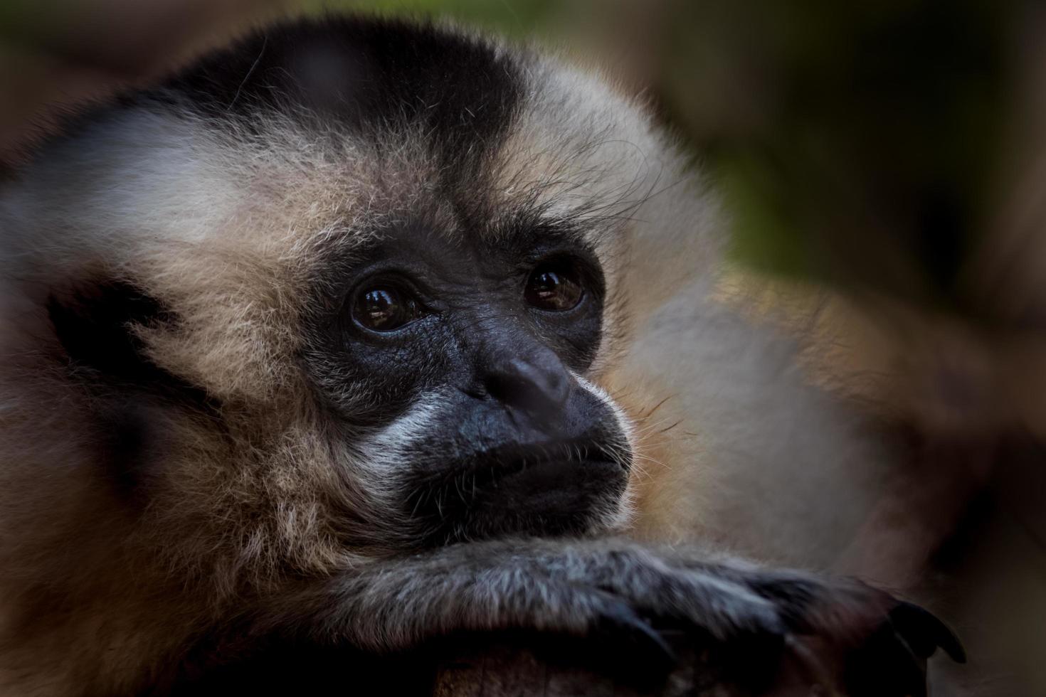 Portrait of Gibbon photo