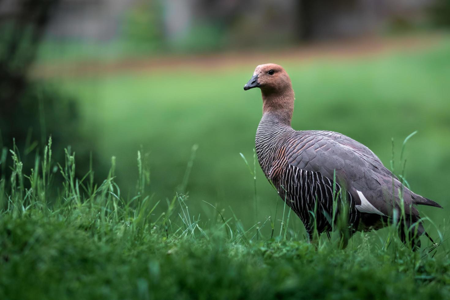 Ruddy headed goose photo