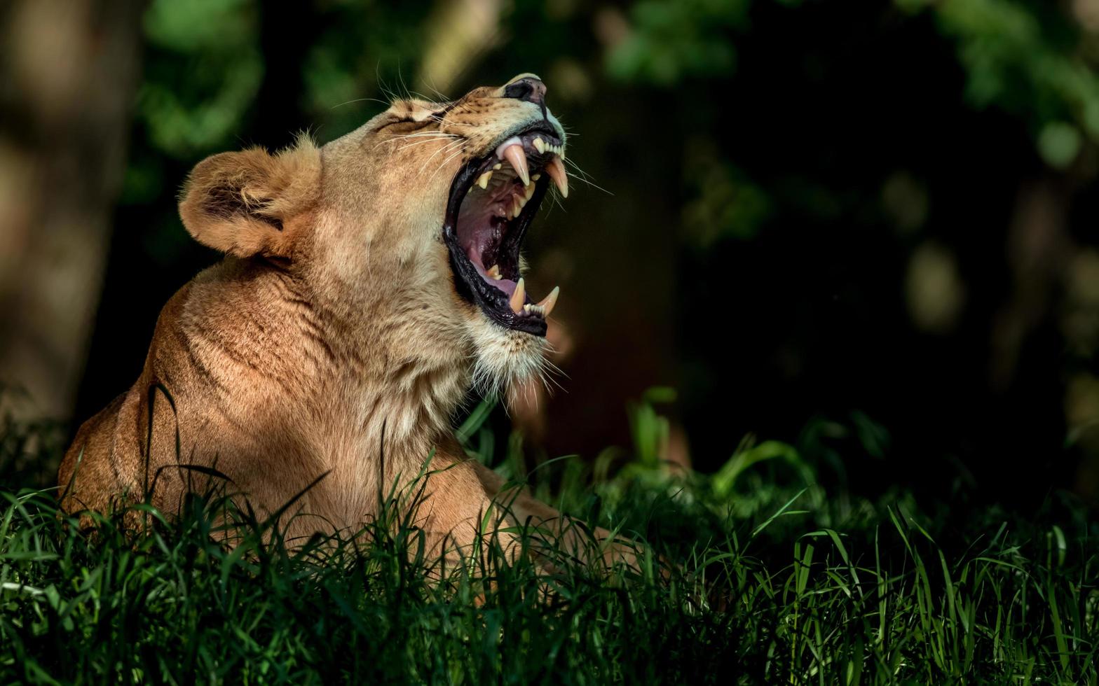 Lion yawning in grass photo