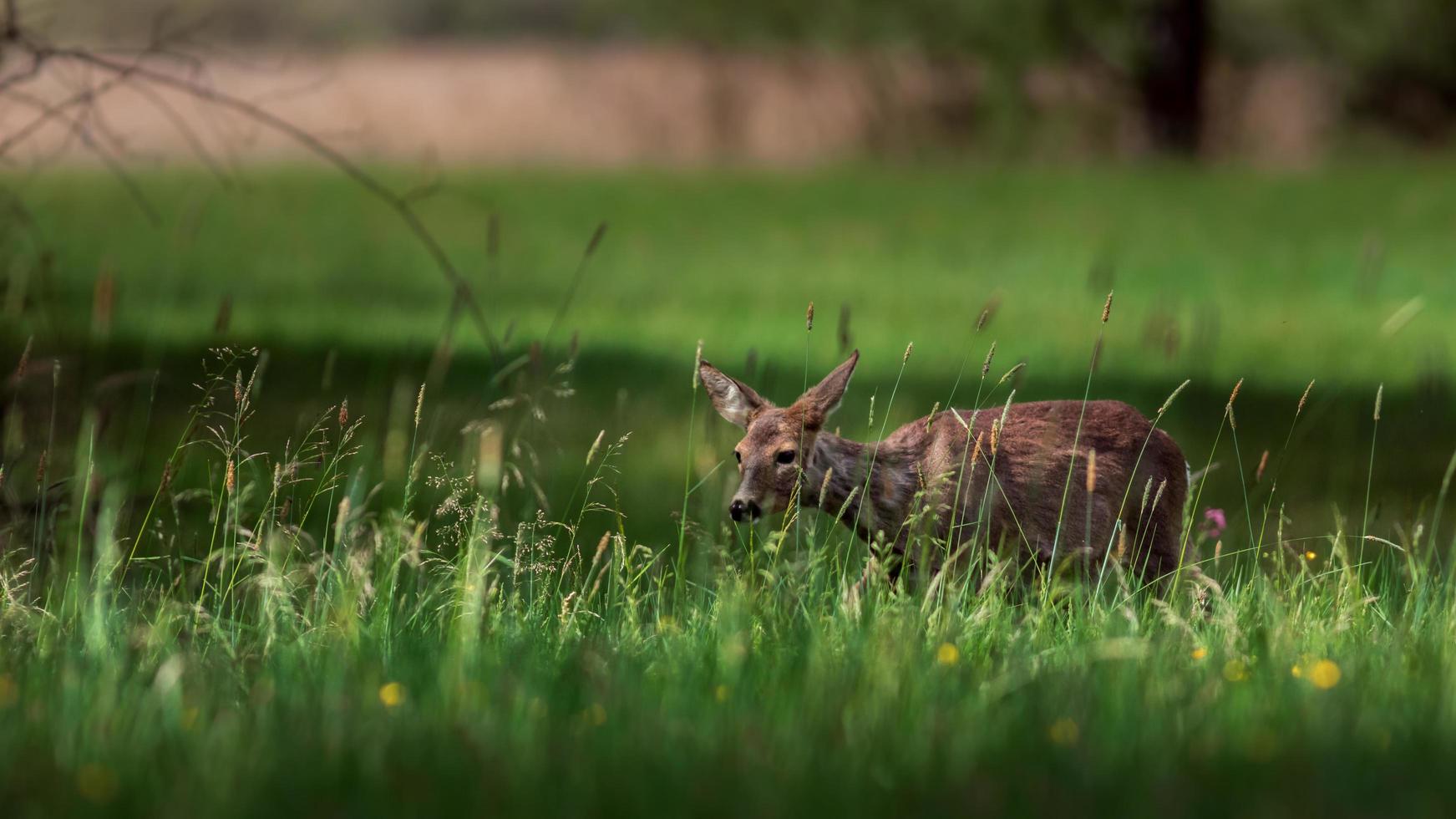 Roe deer in wild photo