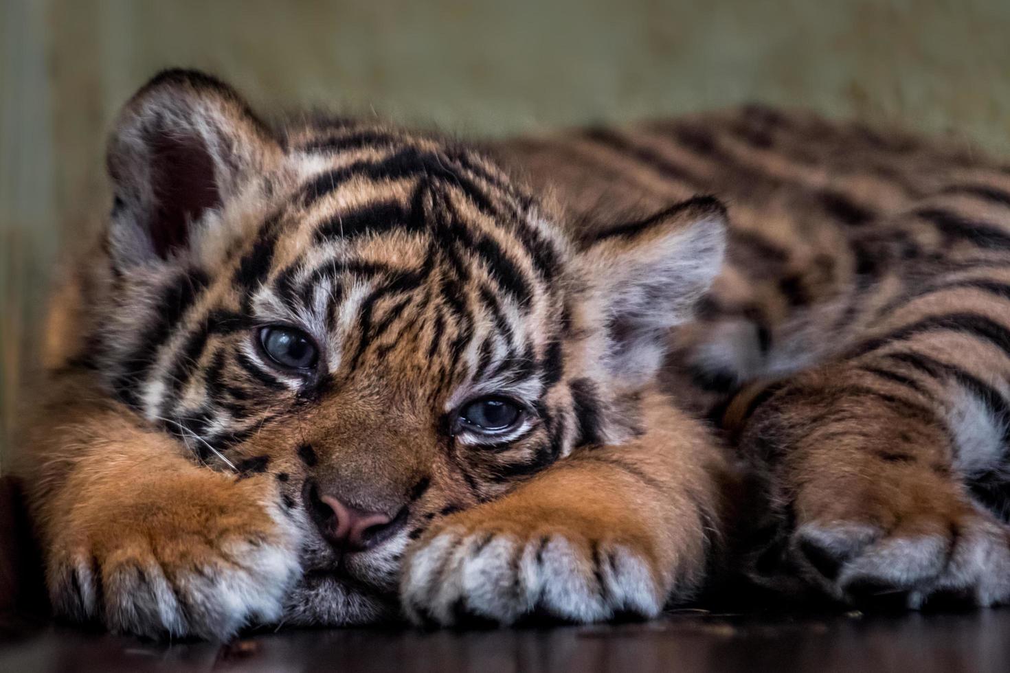 Little Sumatran tiger photo