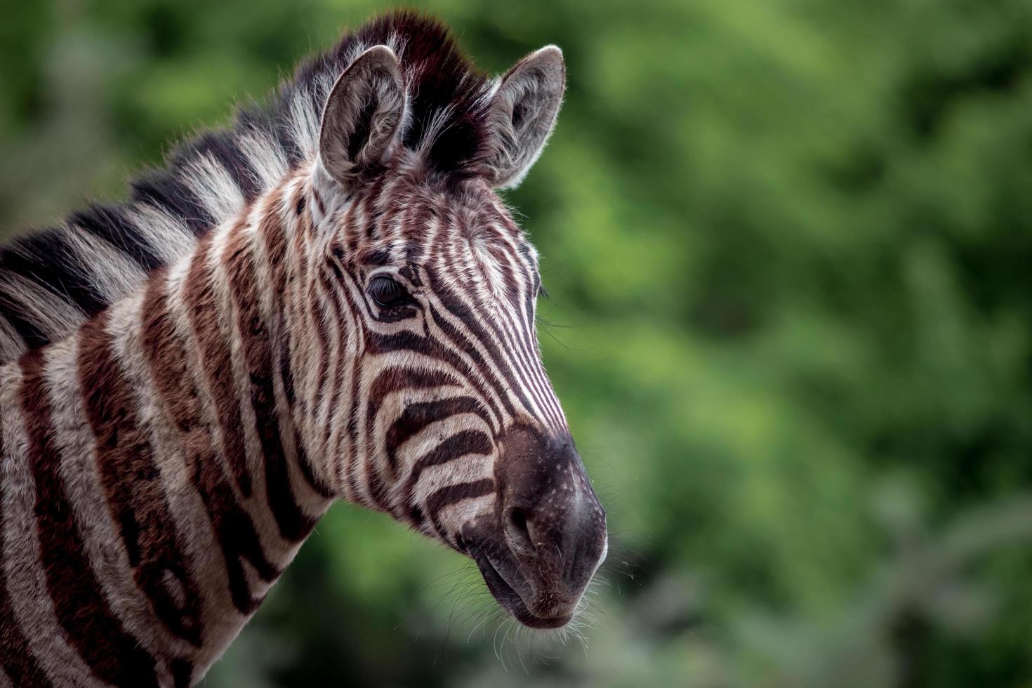 Portrait of zebra photo