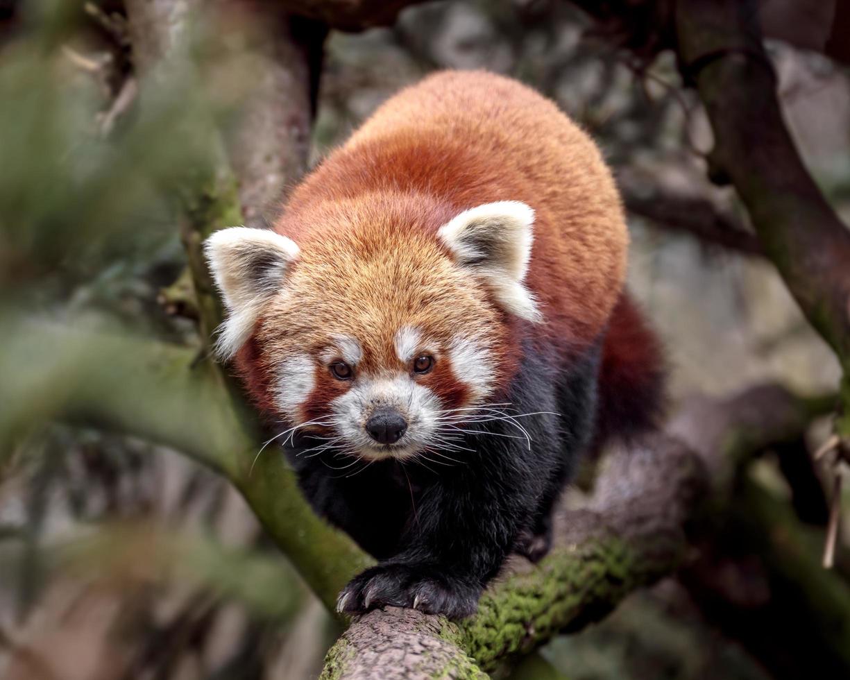 retrato de panda rojo foto