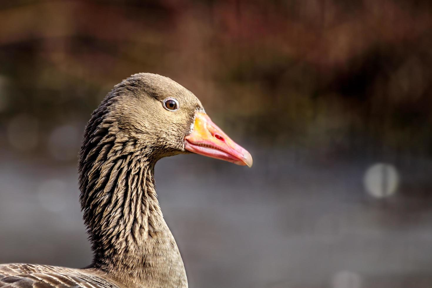 Portrait of Greylag goose photo