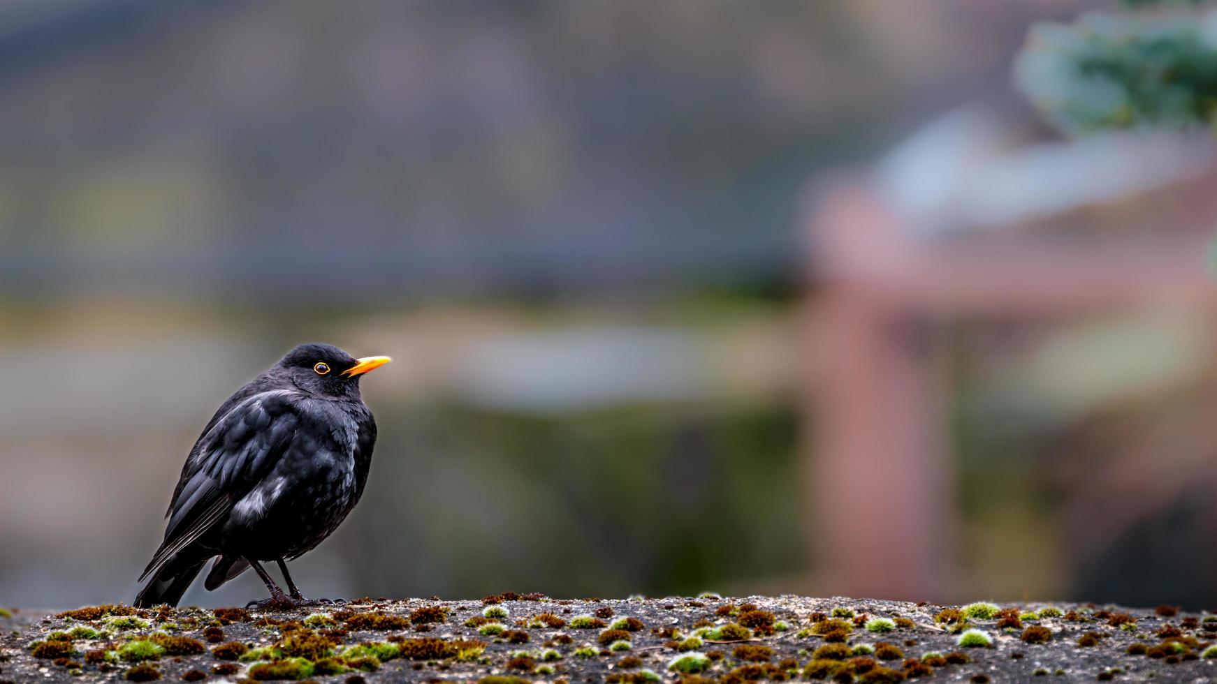 Portrait of Eurasian blackbird photo