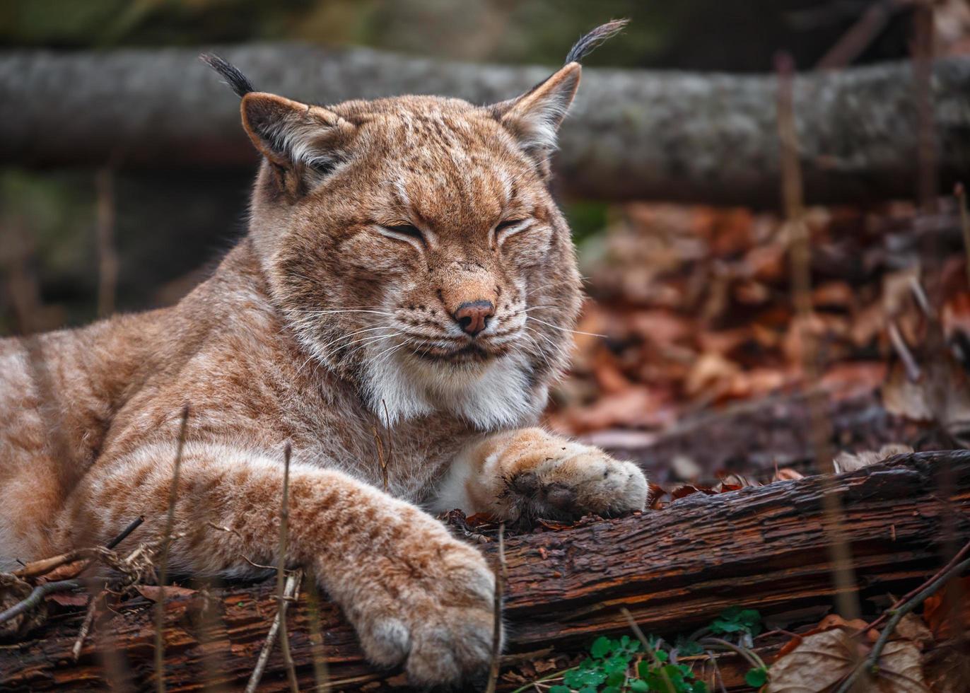 Portrait of Carpathian Lynx photo