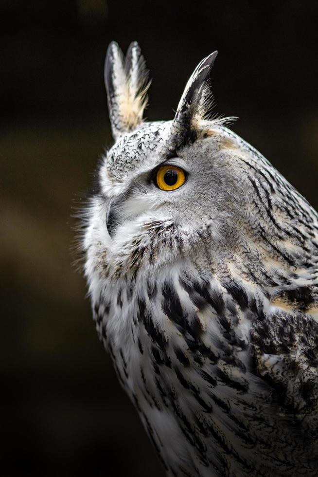 Eurasian eagle owl photo