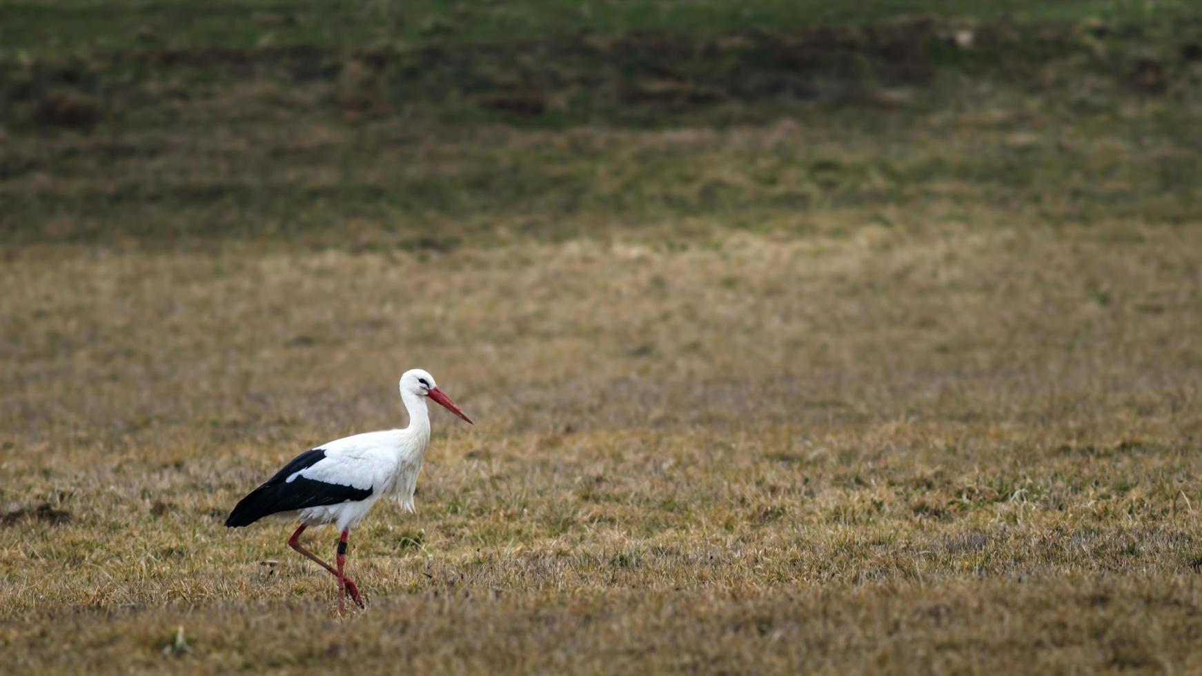 Portrait of Stork photo