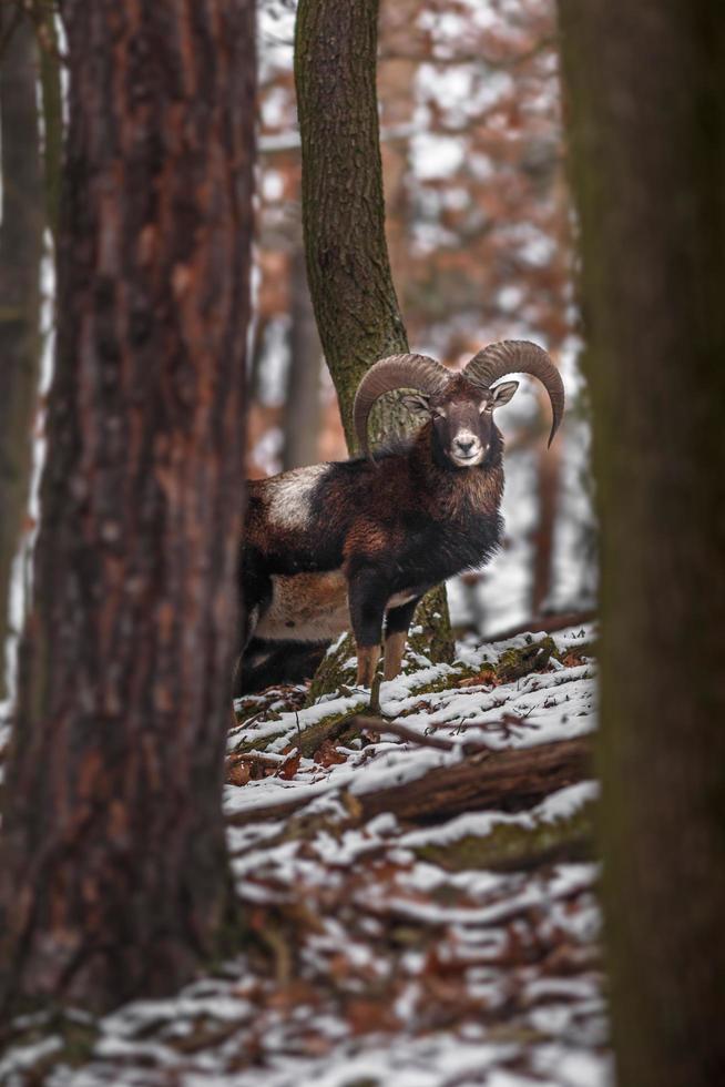 muflón en la naturaleza foto