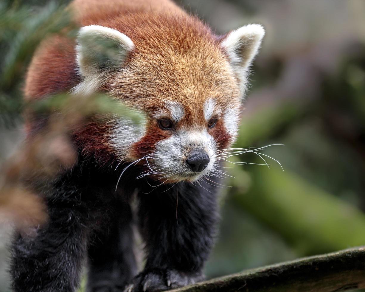 retrato de panda rojo foto