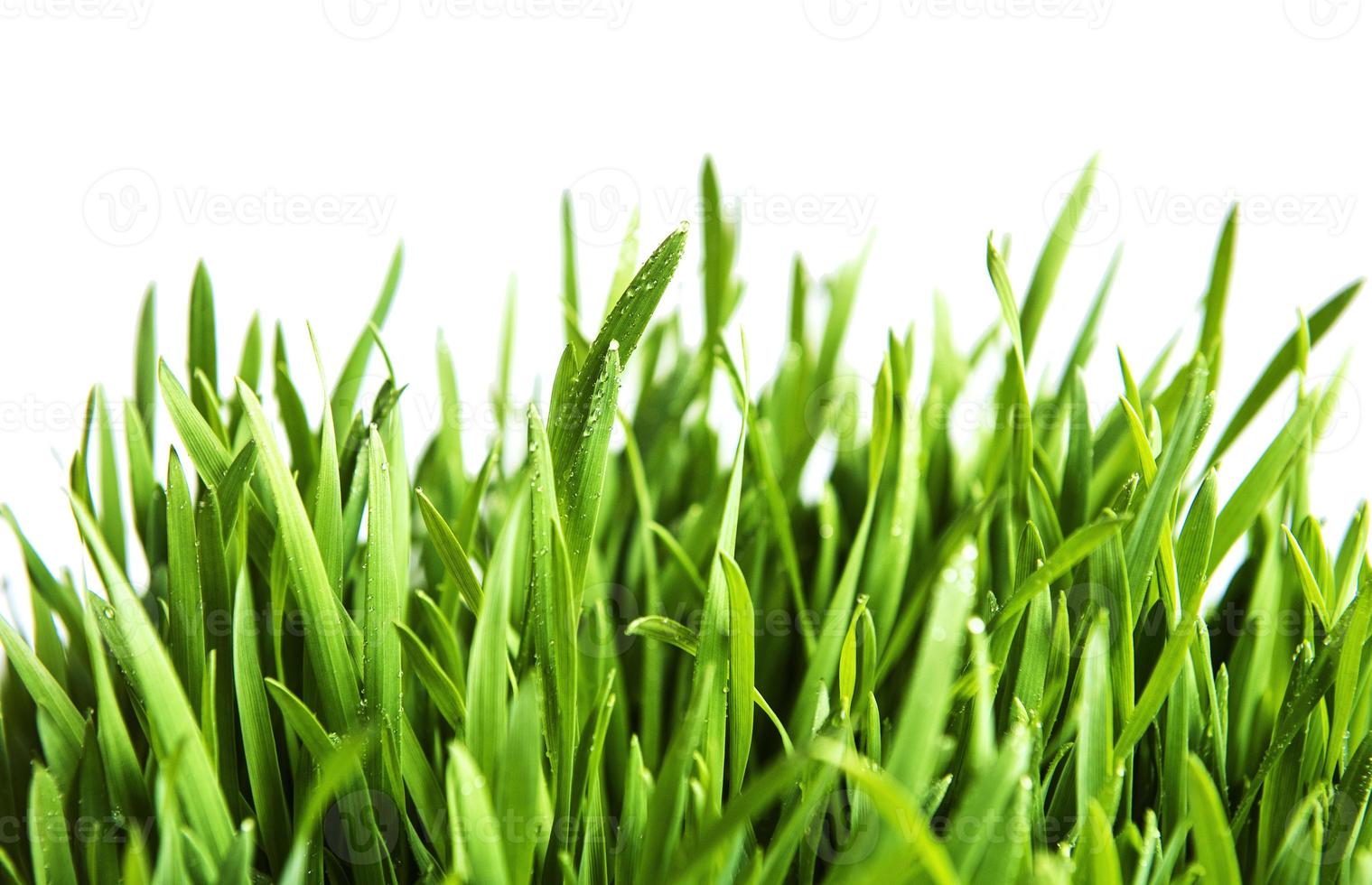 Green grass on green background photo