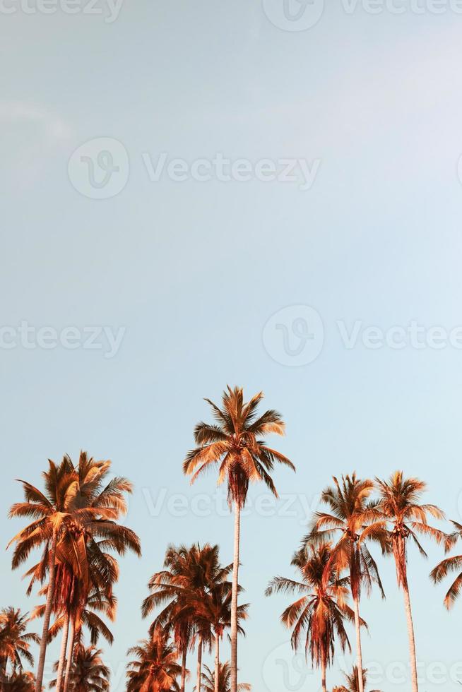 Tropical palm coconut trees on sunset sky flare and bokeh nature background photo